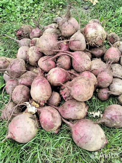 Продам Лук штутгартен Ризен, свекла, морковь