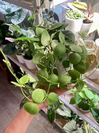 Хойи и дисхидии на срез