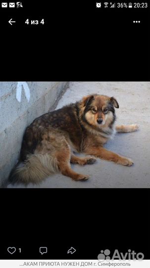 Собака бесплатно