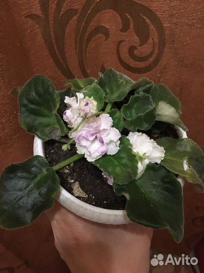 Сортовая фиалка Каменная роза