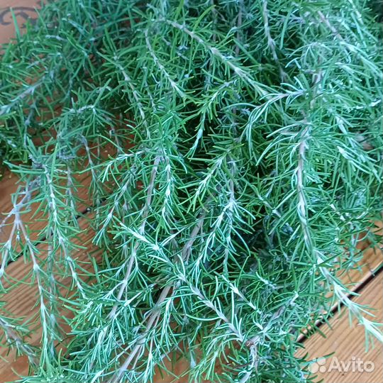 Розмарин, мята