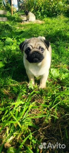 Щенки мопса