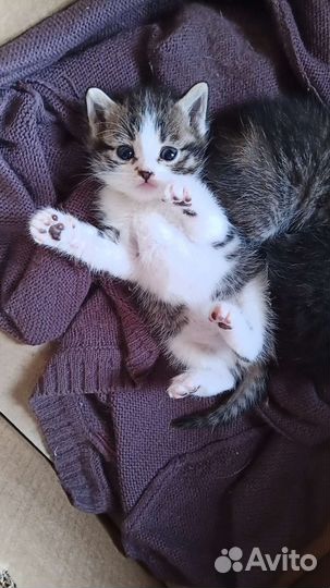 Кошки в добрые руки бесплатно