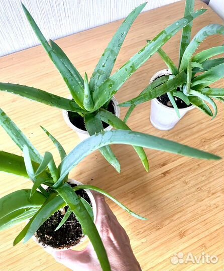 Алое вера растение