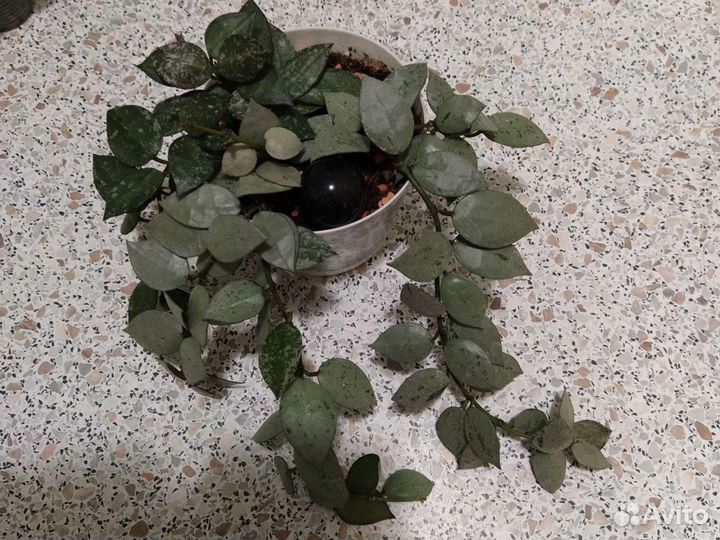 Хойя Лакуноза супер Эскимо