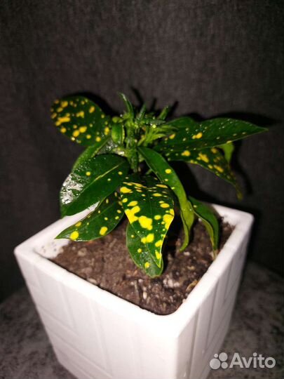 Кротон (кодиеум)