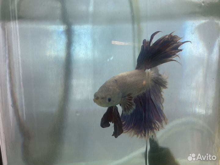 Продам аквариумных рыбок