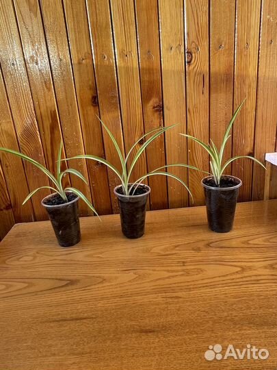 Хлорофитум