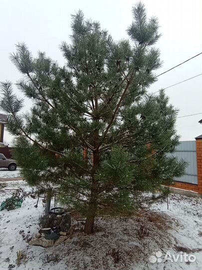 Сосна обыкновенная