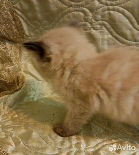 Котенок (Дым-Дымыч) Священная бирма