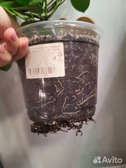 Хойя аустралис лиза