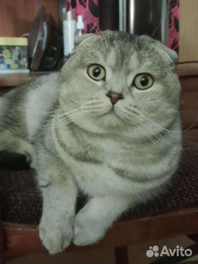 Шотландская порода