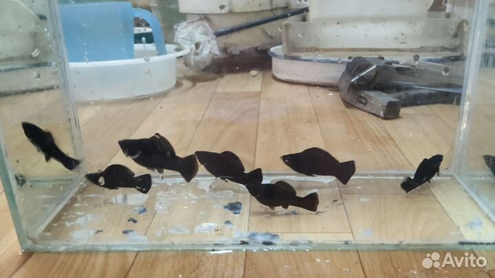 Аквариумные рыбки