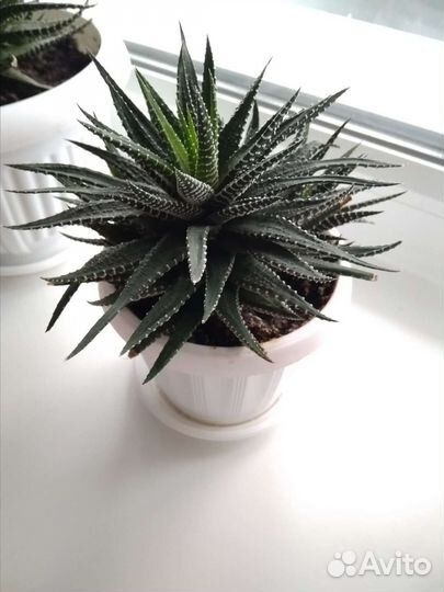 Хавортия полосатая