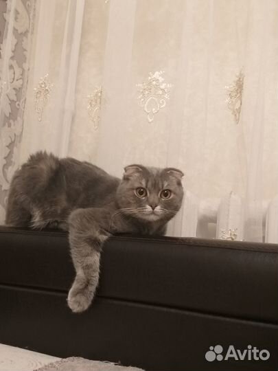 Отдам в добрые руки