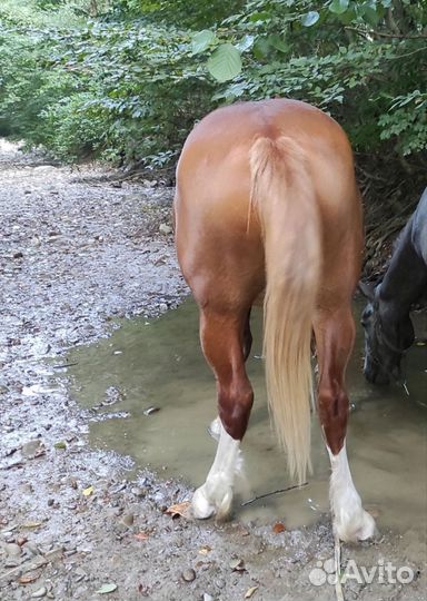 Лошадь кобыла