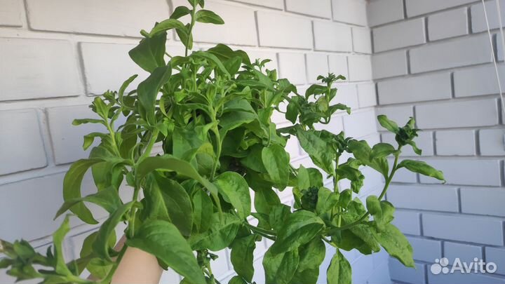 Петуния ампельная