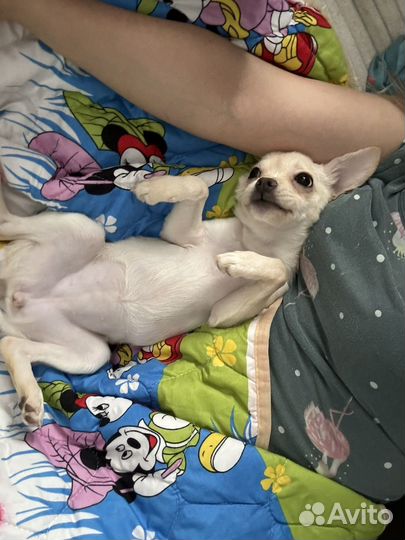 Щенок помчи