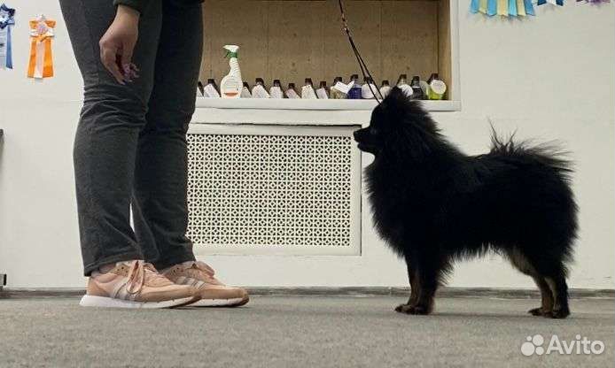 Немецкий шпиц вязка