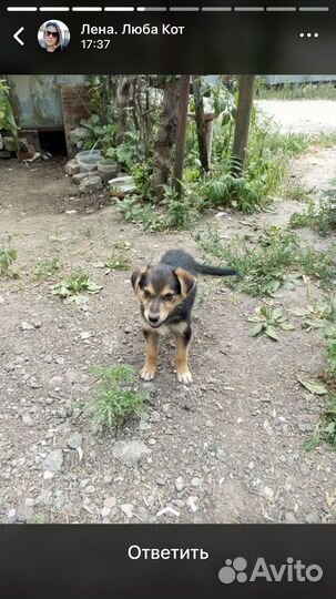 Отдаю шенка в добрые руки