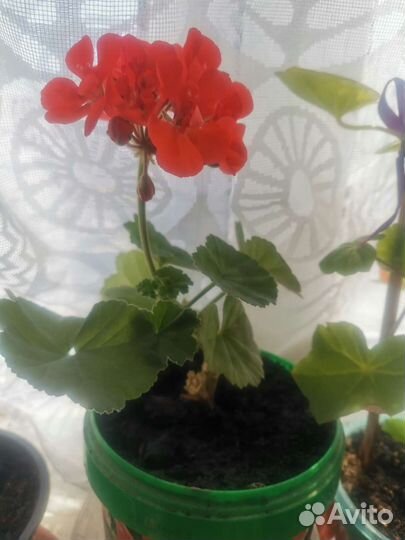 Комнатные королевские герани