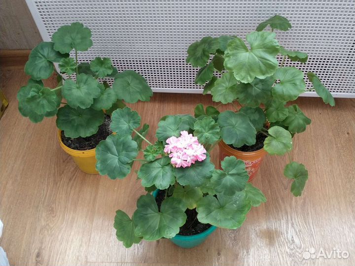 Красный колеус,герань розовая и красная