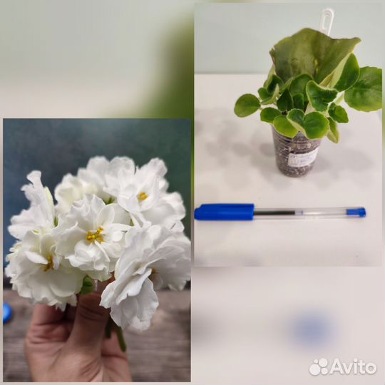 Фиалки
