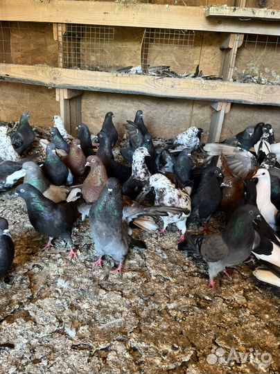 Голуби донецкие и другие