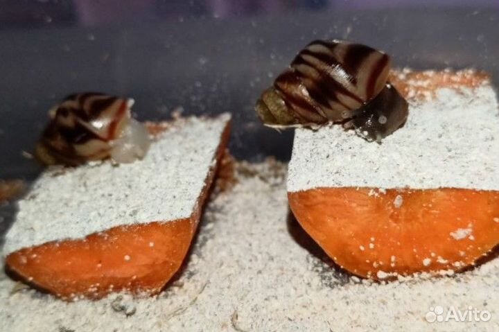 Ахатина ретикулята (улитка)