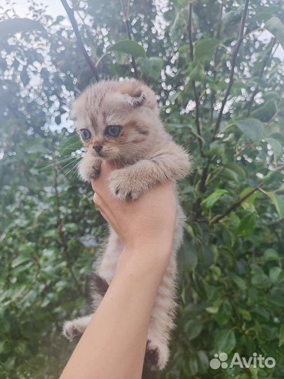 Шотландские котята