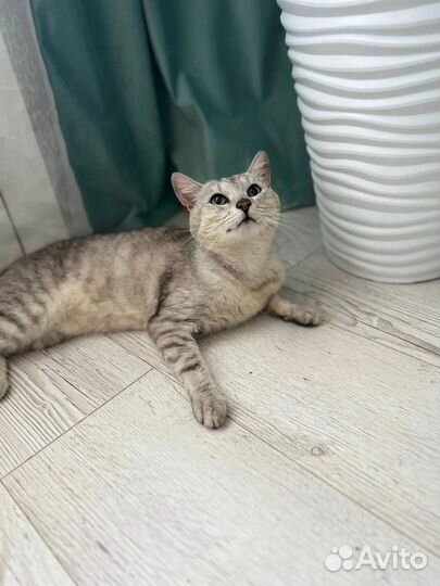 Котик ищет дом