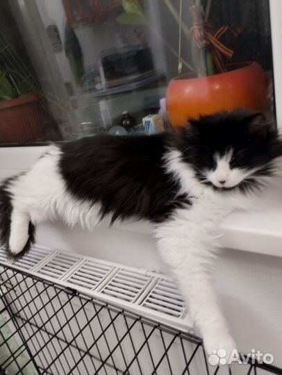 Котик,8 месяцев,крупный