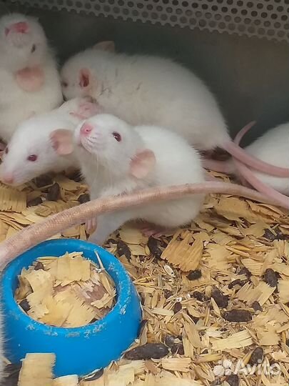 Крыса дамбо