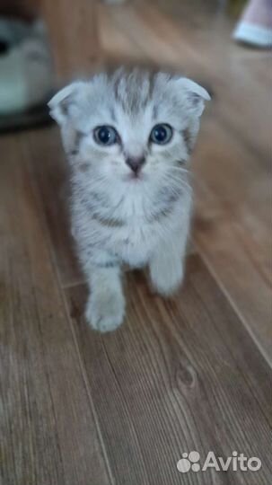 Вислоухие котята