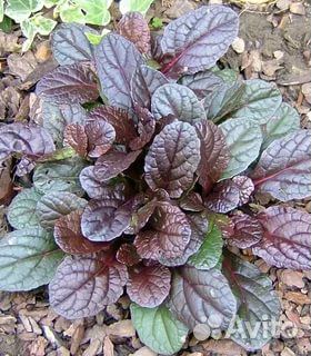 Многолетние растения для сада и дачи