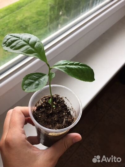 Камелия китайская Чайные кустики