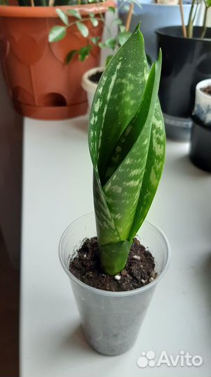 Сансевиерия Уитни