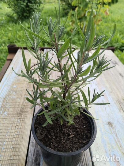 Лаванда саженцы