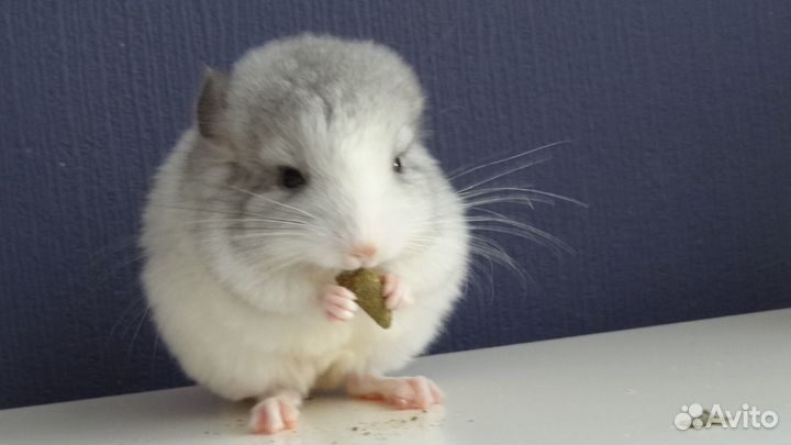 Шиншиллы стандарт мальчики и девочки