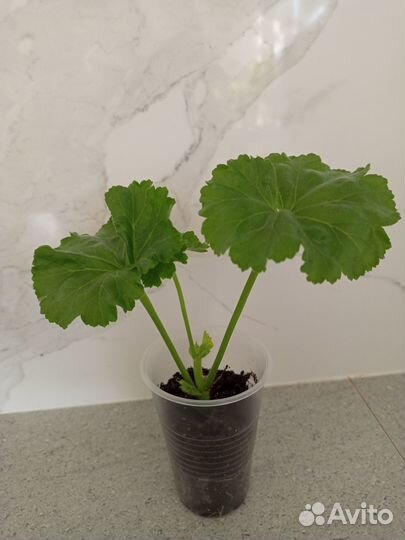 Пеларгония герань Patricia Andrea