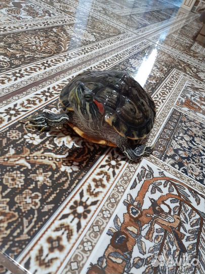 Красноухая черепаха