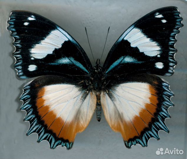 Бабочка Hypolimnas dexithea (сувенир, подарок)