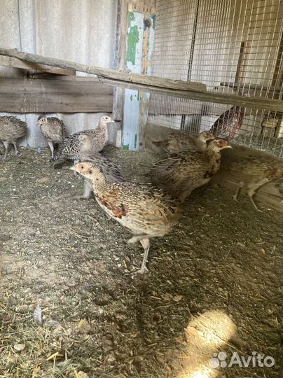 Фазан охотничий