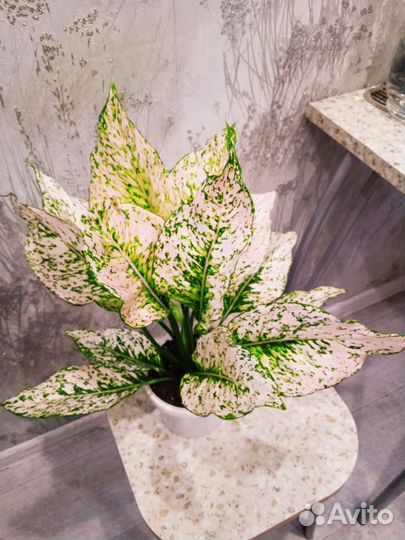 Аглаонема рози