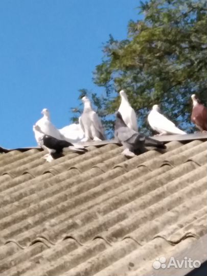 Голуби