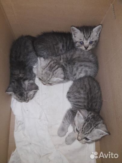 Котята в добрые руки (1 месяц)