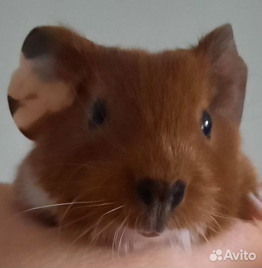 Морская свинка,малыш