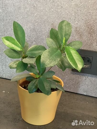 Фикус Микрокарпа, черенки и взрослые растения