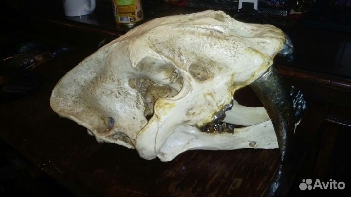 Череп саблезубого тигра из полистоуна