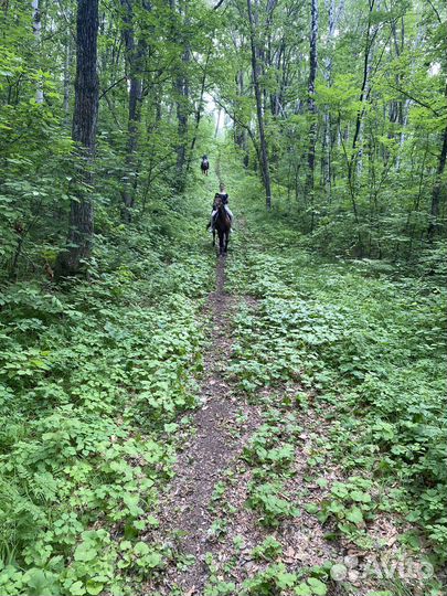 Конные прогулки по лесу